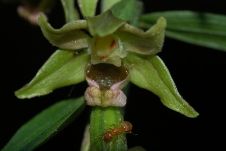 Kruštík širolistý